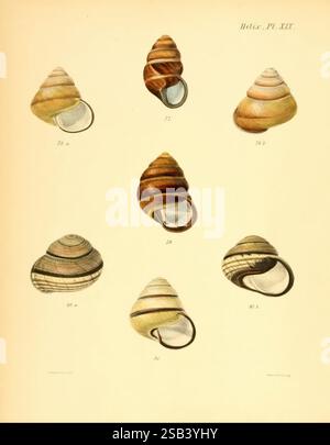 Conchologia iconica oder Illustrationen der Muscheln von Weichtieren, London, Reeve, Brothers, 1843-1878, Mollusks, Pictorial Works, Muscheln, die Komposition besteht aus einer detaillierten Auswahl an aufwändig gestalteten Muscheln, die jeweils ein einzigartiges Muster und eine einzigartige Textur darstellen. Die in Rasterform angeordneten Schalen unterscheiden sich in Größe und Form und zeigen ihre natürliche Krümmung und ihre markanten Linien. Die untere Reihe zeigt ein besonders markantes Beispiel mit einem lebhaften Spiraldesign, während die Schalen oben ein Spektrum von Farbtönen und Streifen zeigen. Jede Schale ist nummeriert, was ihre Klassifizierung angibt Stockfoto