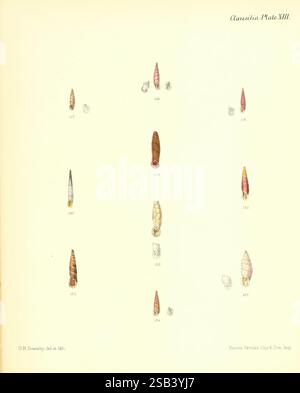 Conchologia iconica, Illustrationen der Muscheln von Weichtieren, London, Reeve, Brothers, 1843-1878. Weichtiere, Bildwerke, Muscheln. Das Display zeigt eine Sammlung verschiedener Muschelproben, die alle sorgfältig illustriert und zur Identifizierung nummeriert sind. Die Schalen variieren in Form und Größe und bieten eine Reihe von Farben und Mustern, die ihre einzigartigen Eigenschaften hervorheben. Die Anordnung ist systematisch organisiert, wobei die Kennzeichnungen der einzelnen Exemplare entsprechen, die auf einen wissenschaftlichen oder pädagogischen Zweck hinweisen. Diese Illustration stammt wahrscheinlich aus einer Naturgeschichte oder Meeresgeschichte Stockfoto