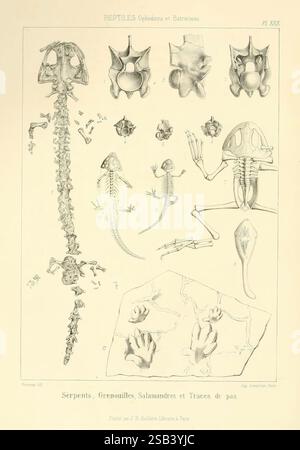 Traité de paléontologie, London, H. Ballière, J.-B. Baillière, 1853-1857, Paläontologie, Fossilien, Bildwerke, eine detaillierte Abbildung mit verschiedenen Reptilien- und Amphibienproben, einschließlich Skelettstrukturen und anatomischen Merkmalen. Das Bild zeigt eine Reihe von Lebewesen wie Schlangen, Frösche und Salamander und hebt deren Skelettsysteme hervor, wobei Wirbelkörper und Gliedmaßenstrukturen dargestellt werden. Die Zusammensetzung enthält beschriftete Diagramme für Bildungszwecke, die die Vielfalt der Anatomie von Reptilien und Amphibien betonen. Zusätzlich werden Footprints dargestellt, die einen Einblick in den geben Stockfoto