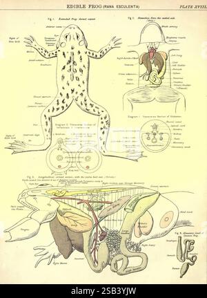 Leitfaden für die praktische Studie von Pflanzen und Tieren, angepasst an die Anforderungen der London University, Science and Art Department, und für den Einsatz in Schulen und Colleges. Mit Begleittext mit Arrangement und Erklärung, Equivalent Terms, Edinburgh, W. and A. K. Johnston, 1881, Biologie, Laborhandbücher, stellt diese Illustration eine detaillierte anatomische Untersuchung des essbaren Frosches (Rana esculenta) dar. Es enthält mehrere beschriftete Diagramme, die verschiedene Aspekte der Froschbiologie zeigen. Die mittlere Abbildung zeigt einen Frosch in einer dorsalen Position, wobei die äußere Anatomie mit l hervorgehoben wird Stockfoto