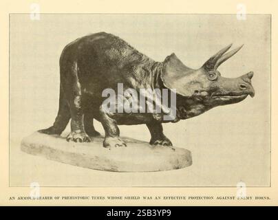The Human Side of Animals, New York, Frederick A. Stokes Company [1918]. Dinosaurier, Animal Behavior, Ein Modell eines Triceratops, das die Besonderheiten dieser prähistorischen Kreatur zeigt. Mit den drei auffälligen Gesichtshörnern und dem großen knöchernen Rüschen betonen die anatomischen Details die robuste und defensive Anatomie. Die Darstellung unterstreicht ihre kraftvolle Haltung und vermittelt ein Gefühl für die Größe und Stärke der Kreatur, was ihre Rolle im prähistorischen Ökosystem als Pflanzenfresser widerspiegelt, der seine beeindruckende schildähnliche Struktur zum Schutz vor Raubtieren nutzte. Die Basis sorgt für Stabilität und ermöglicht Stockfoto