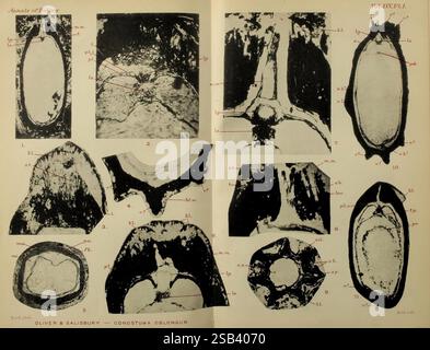 Annalen der Botanik, London, Botanik, Zeitschriften, Pflanzen, eine Reihe detaillierter Illustrationen, die verschiedene Ansichten und Querschnitte eines botanischen Exemplars zeigen, das als „Conostoma oblongum“ identifiziert wurde. Jedes Bild ist mit Zahlen und beschreibenden Beschriftungen versehen, die spezifische Merkmale und strukturelle Details des Organismus hervorheben. Die Abbildungen umfassen Draufsichten, Seitenansichten und interne Querschnitte, die eine umfassende Untersuchung der Morphologie der Probe ermöglichen. Die Beschriftungen und Pfeile weisen auf unterscheidbare Merkmale hin, was ein tieferes Verständnis der Anatomie für die Botanik erleichtert Stockfoto