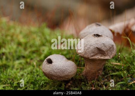 Braune Papageipilze, die im Herbst auf grünem Moos wachsen Stockfoto