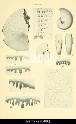 Beschleunigung, of, Development, in, Fossil, Cephalopoda, Stanford, University, Cal, The, Universität, 1914, Illustration, Spirale, Fossil, Zeichnung, natura, Ammoniit, Naht, Animalia, Weichtiere, Fossilien, Weichtiere, Nähte, Kopffüßer, Biota, mundus, Eukaryotes, Bilateria, naturalia, Cephalopoda, Eukaryota, Eumetazoa, Lophotrochozoa, Conchifera, Protostomie, Bilateriane, Lophotrochozoen, Ammonoidea, Opisthokonta, Unikonta, Spiralia, Holozoa, Epitheliozoa, Eumetazoer, Eubilateria, Spiralianer, Trochozoen, Trochozoen, Ganglioneura, Kopffüßer, Fossilien, Geschichten, diese visuelle Präsentation zeigt ein V Stockfoto