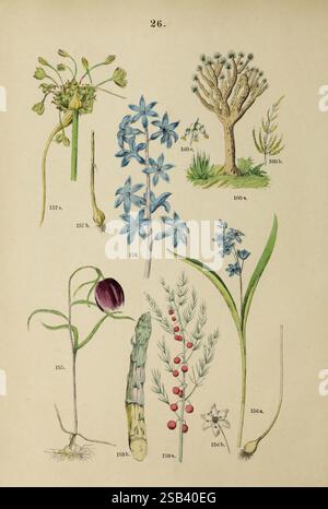 Pflanzen-Atlas, nach dem, Linné'schen System, Stuttgart, Juli Hoffmann, 1881, Atlanten, Botanik, Klassifizierung, Pflanzen, eine Sammlung botanischer Illustrationen mit verschiedenen Pflanzen. Oben links ist eine blühende Pflanze mit gelben Blüten und schmalen grünen Stielen zu sehen. Daneben ist ein hoher Sträucher oder Baum mit dickerem Stamm und kargem Laub dargestellt, ergänzt durch eine kleinere Pflanze mit spitzen Blättern. Unten, links, steht eine lebendige Pflanze mit tiefroten Blüten neben einem grünen Stiel mit kreisförmigen Knospen. Daneben zeigt eine zarte Pflanze schlanke Blätter mit winzigen blauen Blüten Stockfoto