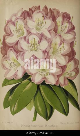 Der Florist und Pomologe und Vorstadtgärtner. London, 1880, Blumengärten, Obstkultur, Gartenarbeit, Großbritannien, Zeitschriften., Eine lebhafte Ansammlung von Rhododendron-Bluebell-Blumen zeigt ihre beeindruckende Schönheit. Die Blüten, die mit zarten weißen Blütenblättern mit zarten rosa Kanten verziert sind, sind in einem üppigen Blumenstrauß angeordnet. Jede Blume ist detailreich und zeigt in ihrer Mitte markante gelbe Staubblätter, umgeben von einer Kulisse aus satten grünen Blättern. Diese Darstellung unterstreicht die Eleganz der Natur und zelebriert den Charme der Rhododendren in voller Blüte. Stockfoto