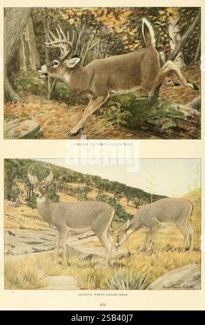 Wilde Tiere aus Nordamerika Washington, D.C., Säugetiere Nordamerika Odocoileus virginianus Edward William Nelson Louisa Agassiz Fuertes Taxonomie: Trinomial = Odocoileus virginianus couesi Coues Weißschwanzhirsch Virginia Hirsch Arizona Weißschwanzhirsch zeigt zwei verschiedene Szenen, die Hirsche aus verschiedenen Regionen zeigen. Der obere Teil zeigt einen Virginia- oder Weißschwanzhirsch in der Mitte des Sprunges, der seine Agilität und Anmut vor dem Hintergrund des Herbstblatts zeigt. Unten wird der Weißschwanzhirsch in Arizona in einer ruhigeren Umgebung dargestellt, wo ein Hirsch weidet Stockfoto