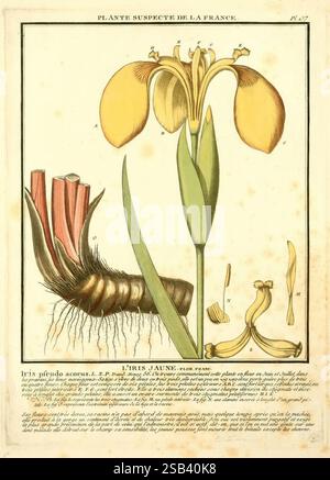 Herbier de la France, Paris, Chez l'auteur, Didot, Debure, Belin, 1780-93, Pflanzen, Frankreich, Pilze, Heilpflanzen, giftige Pflanzen, Bildwerke, Eine historische botanische Illustration mit der Iris pseudacorus, allgemein bekannt als die gelbe Fahne Iris. Das Bild zeigt die markanten gelben Blüten, die langen Blätter und die markante Wurzelstruktur der Pflanze. Detaillierte anatomische Zeichnungen der Blumenteile sind enthalten, die die Blütenblätter, Staubblätter und den Stil in einer komplizierten Anordnung zeigen. Die Abbildung wird von einem beschreibenden Text in französischer Sprache begleitet, der die Pflanze benennt und botanische Deta anbietet Stockfoto