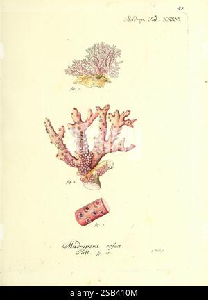 Die, Pflanzenthiere, in, Abbildungen, nach, der, Natur, Nèurnberg, in, der, Raspischen, Buchhandlung, 1791-1830, cnidaria, ctenophora, die Abbildung zeigt verschiedene Formen von Korallen, die ihre komplexen Strukturen und lebendigen Texturen hervorheben. Oben ist eine Gruppe kleiner Korallenpolypen abgebildet, die ihre zarten Verzweigungsmuster zeigen. Unten zeigt das Hauptstück eine detailliertere Darstellung einer Korallenkolonie, die sich durch ihre markanten, verzweigten Arme und charakteristischen Oberflächenstrukturen auszeichnet, die mit abgerundeten Polypen verziert sind. Zusätzlich gibt es eine Detailansicht eines kleineren Stockfoto