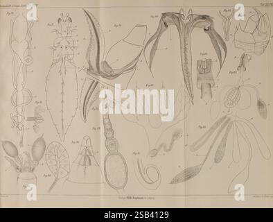 Zeitschrift für wissenschaftliche Zoologie. Leipzig, Wilhelm Engelmann, 1849-, Anatomie, Komparative, Bibliographie, Zeitschriften, Zoologie, Museum of Comparative Zoology, Eine detaillierte wissenschaftliche Illustration, die verschiedene wirbellose Meerestiere, insbesondere Kopffüßer und andere ozeanische Organismen, zeigt. Die Zusammensetzung umfasst mehrere Arten mit markierten Figuren, die ihre besonderen anatomischen Merkmale hervorheben. Darunter sind Tintenfische und Tintenfische, die durch ihre langgestreckten Körper und Tentakeln gekennzeichnet sind. Verschiedene Schwimmanpassungen und Körperstrukturen sind ebenso vertreten wie ein vielfältiges Sortiment Stockfoto