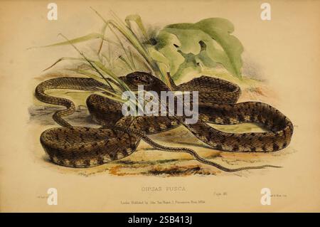 Beiträge zur Naturgeschichte von Labuan und den angrenzenden Küsten von Borneo London, J. Van Voorst, 1855 Natural History, Borneo, Labuan, Dipsas fusca, Eine detaillierte Abbildung eines Dipsas fuscus, die seinen langgestreckten, schlanken Körper mit komplizierten Mustern aus Braun und Braun zeigt. Die Schlange ist anmutig auf einem natürlichen Untergrund gewickelt, umgeben von grünem Laub und Grashalmen. Sein Kopf ist leicht erhöht und zeigt durchdringende Augen, die auf ein warmes Verhalten hinweisen. Der Hintergrund betont den Lebensraum der Schlange, verschmilzt nahtlos mit ihrer Umgebung und spiegelt die Schönheit und das Innere wider Stockfoto