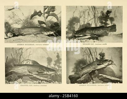 American Food and Wild Fishes New York Doubleday Page & Co. 1902 Fischen North America Identifikation Fish Central America Ictalurus punctatus Ameiurus nebulosus Ameiurus natalis zeigt diese Kollektion vier verschiedene Welsarten, die jeweils in einer dynamischen aquatischen Umgebung dargestellt werden. Das erste Bild zeigt den gelben Wels, der für seine lebhafte Färbung und seinen langgestreckten Körper bekannt ist. Daneben befindet sich der Common Bullhead, der sich durch seine kräftige Form und Whisker-ähnliche Barteln auszeichnet. Darunter wird eine weitere Ansicht des Common Bullhead präsentiert, die seine strukturierten Schuppen und seinen weiten Mund betont. Endgültig Stockfoto