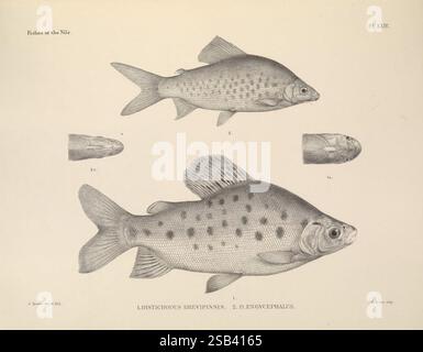 Die Fische des Nils. London, Pub. Für die ägyptische Regierung von H. Rees, Ltd, 1907. Ägypten, Fische, Distichodus brevipinnis, Distichodus engycephalus, die Abbildung zeigt drei detaillierte Darstellungen von Süßwasserfischen, die ihre besonderen anatomischen Merkmale zeigen. Zwei größere Fische sind im Profil dargestellt, die ihre stromlinienförmigen Körper, einzigartige Schuppenmuster und charakteristische Flossen offenbaren. Die Fische sind mit lateinischen Namen gekennzeichnet, was ihre wissenschaftliche Klassifizierung hervorhebt. Über ihnen zeigt eine kleinere Abbildung eine Nahansicht des Fischkopfes, die seine Gesichtsstruktur und Eiche betont Stockfoto