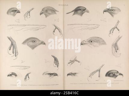 Die Gattungen der Vögel, 1849, Vögel, Verhaltensklassifizierung, Bildwerke, die ornithologische Illustration zeigt verschiedene Studien von Adlerköpfen und Krallen und betont die komplizierten Details ihrer Anatomie. Die linke Seite zeigt mehrere Skizzen von Adlerköpfen aus verschiedenen Winkeln, die die einzigartigen Eigenschaften ihrer Schnäbel und Augen einfangen. Auf der rechten Seite sind akribische Darstellungen von Adlerklauen zu sehen, die ihre gewaltigen Klauen und die Struktur ihrer Füße hervorheben. Die Anordnung dieser Elemente veranschaulicht die Beziehung zwischen ihren physischen Merkmalen und h Stockfoto