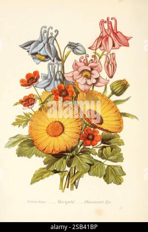 Die Sprache der Blumen oder florale Embleme der Gedanken, Gefühle und Gefühle, London, G. Routledge, 1869, Blume, Sprache, Ein lebendiges Arrangement verschiedener Blumen zeigt die Schönheit der Natur. Die Szene dominieren große, runde gelbe Blüten, umgeben von zarten Blütenblättern in Blau-, Rosa- und Orangetönen. Unter diesen Blumen fallen Ringelblumen hervor, die für ihre hellen Orangetöne bekannt sind, ergänzt durch die sanfte Eleganz der Säulen und die charmanten kleinen Blüten, die einem Fasanauge ähneln. Üppig grüne Blätter unterstreichen die farbenfrohe Darstellung und schaffen eine harmonische Mischung aus Farbtönen und Fo Stockfoto
