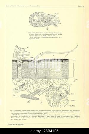 Der amerikanische Hummer, Washington, Govt. Print, 1895, Hummer, Krebstiere, Embryologie, die Abbildung zeigt ein detailliertes, beschriftetes Diagramm eines Querschnitts durch ein Exemplar, das die komplizierten Strukturen seiner Anatomie hervorhebt. Es enthält mehrere Komponenten: 1. **Capogile Layer (ep)** – oben dargestellt, die zelluläre Anordnung. 2. **Keimepithel (G.E.)** – deutlich gekennzeichnet, die äußere Schicht repräsentiert, die an den Fortpflanzungsfunktionen beteiligt ist. 3. **Follikuläre Struktur** – detaillierte Anmerkungen geben die Bildung und die Schichten an, die die Reproduktionszellen umgeben Stockfoto