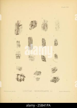 Land Freshwater Mollusca India London Taylor and Francis 1882 - Asia India Mollusks Shells, Eine Sammlung detaillierter Illustrationen, die verschiedene Texturen und Muster zeigen, die möglicherweise mit der Erforschung der Zontidae-Familie, insbesondere Macrochlamys und verwandten Organismen, zusammenhängen. Das Layout verfügt über ein Rasterformat mit nummerierten Einträgen von 1 bis 16, die jeweils einzigartige Formen darstellen, die komplizierte Details und Strukturvarianten hervorheben. Die Abbildungen zeigen die Vielfalt und Komplexität dieser Gruppe und dienen als Referenz für entomologische oder biologische Studien. Das Met Stockfoto