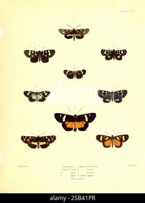Illustrationen typischer Exemplare von Lepidoptera, Heterocera in der Sammlung des British Museum, London, 1877-93, Eine Sammlung von detailreichen Illustrationen, die verschiedene Arten von Schmetterlingen zeigen, jede sorgfältig mit Zahlen zur Identifizierung gekennzeichnet. Das Arrangement bietet eine Vielzahl von Farben und Mustern, die die Schönheit und Vielfalt dieser Insekten zeigen. Die Abbildungen zeigen bestimmte Arten und bieten eine visuelle Untersuchung ihrer unterschiedlichen Formen, Flügeldesigns und Farbgebung. Dieses Layout dient als Schulungsreferenz für Enthusiasten der Entomologie und nat Stockfoto
