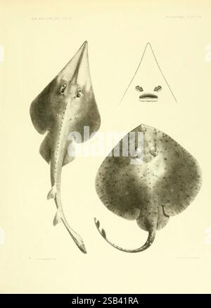 Die Plagiostomie, Haie, Schlittschuhe und Rochen, Cambridge, USA, 1913, Chondrichthyes, Ray Fishes, Rhinobatus acutus, Raia kincaidii, EN Fischer, die Illustration zeigt zwei unterschiedliche Arten von Strahlen, die aus verschiedenen Perspektiven dargestellt werden. Der Oberstrahl zeigt einen stromlinienförmigen Körper mit einer spitzen Schnauze und markanten Brustflossen, die sich elegant zum Schwanz hin verjüngen. Die Unterseite zeigt zwei große, kreisförmige Augen, die sich in der Nähe des Mundes befinden, was auf die einzigartigen Ernährungsanpassungen hinweist. Der untere Strahl hat dagegen eine breitere, abgerundete Form, die durch einen flachen Körper und einen fast trian gekennzeichnet ist Stockfoto