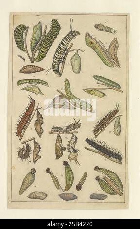 Schmetterlinge, Manuskript, [zwischen 1873 und 1883?], schmetterlinge, Lebenszyklen, Manuskripte, Bildwerke, Insekten, Schmetterlinge, Eine detaillierte Illustration zeigt eine Vielzahl von Raupen und Chrysalisen, die verschiedene Arten und Entwicklungsstadien zeigen. Das Arrangement umfasst längliche grüne Raupen mit unterschiedlichen Mustern, einige mit Stacheln oder Haaren verziert, sowie mehrere Chrysalisen in verschiedenen Formen und Farben. Neben den Raupen erscheinen Blattformen, die auf ihren natürlichen Lebensraum und ihre Ernährungspräferenzen hinweisen. Diese Komposition unterstreicht die komplizierte Schönheit und Vielfalt von Stockfoto