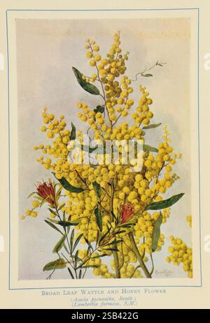 Australische Wildblumen Sydney N.S.W. bookstall Co. [1912?] Australien Wildblumen Margaret Flockton Women in Science, Eine lebendige Illustration, die die Broad Leaf Wattle und Honey Flower zeigt, mit leuchtend gelben Blüten, die Charme und Schönheit versprühen. Zarte und abgerundete Blütenknospen sind durch die Äste durchzogen und verkörpern das Wesen eines warmen, sonnendurchfluteten Tages. Ein kontrastierendes Element wird durch das Vorhandensein der roten Blüten der Lambertia formosa eingeführt, die die Gesamtkomposition verbessern. Der Hintergrund ist sanft getönt, so dass die markanten Farben der Flora zu einem angenehmen Erlebnis werden Stockfoto