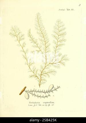 Die Pflanzenthiere in Abbildungen nach der Natur Nürnberg in der Raspischen Buchhandlung 1791-1830 Cnidaria Ctenophora, Eine botanische Illustration mit den zarten, gefiederten Wedeln der Pflanzenart *Sertularia cupressina*. Die komplexen Zweige breiten sich elegant aus und zeigen ihre feine, spitzenförmige Struktur. Neben den Fronten wird eine stilisierte Darstellung der Fortpflanzungselemente der Pflanze präsentiert, die kleine, ovale Merkmale hervorhebt. Die Illustration wird von einer Beschriftung begleitet, die den wissenschaftlichen Namen und die Verweise auf seine Klassifizierung in der botanischen Literatur enthält, was einen Hi angibt Stockfoto