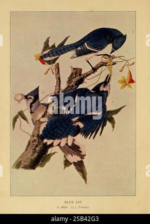 Everyday Birds, Boston, Houghton, Mifflin and Company, 1901, Birds, jay, Cyanocitta cristata, Blue jay, Eine Darstellung von drei Blue Jays, die auf einem Zweig mit gelben Blumen thront. Die Szene fängt das unverwechselbare Gefieder der Vögel ein und zeigt lebendige Blautöne und weiße Anklänge. Ein Blue Jay ist im Profil und beobachtet seine Umgebung, während ein anderer mit dem Picken einer Blume beschäftigt ist. Der dritte Vogel, etwas dahinter, trägt zur Dynamik der Komposition bei. Der Hintergrund ist weich und betont die Vögel und ihren natürlichen Lebensraum, was die Schönheit und Vielfalt veranschaulicht Stockfoto