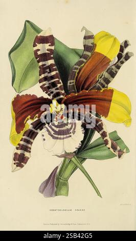 The Florist's Journal and Gardener's Record London R. Groombridge & Sons 1846-1848 Wörterbücher Floriculture Gardening Gartenbau Zeitschriften Flowers Stems Leaves, Eine lebendige Illustration des Odontoglossum grande, die seine einzigartigen und markanten Merkmale zeigt. Die Blüte besticht durch ein kompliziertes Muster aus kräftigen gelben und tiefen burgunderroten Blüten, die durch zarte weiße Markierungen in der Mitte hervorgehoben werden. Grüne Blätter umrahmen die Blüte anmutig und verstärken ihren exotischen Reiz. Die Gesamtkomposition fängt die komplizierten Details und Texturen dieser atemberaubenden Orchidee ein und spiegelt die Schönheit der Natur in ihrer wider Stockfoto