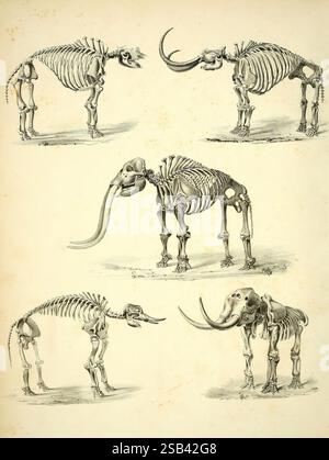 Mastodon, giganteus, von, Nord, Amerika, Boston, J, Wilson, 1852, Paläontologie, Nordamerika, Mastodons, Mammut, Americanum zeigt diese Illustration die Skelettstrukturen verschiedener Tiere, einschließlich eines traditionellen Elefanten und eines Mammuts. Jedes Skelett wird aus mehreren Winkeln dargestellt, was eine umfassende Untersuchung der anatomischen Merkmale ermöglicht. Die detailreiche Darstellung hebt wichtige Aspekte hervor, wie die Krümmung der Wirbelsäule, die Form des Schädels und die einzigartigen Eigenschaften der Gliedmaßen, wodurch die Unterschiede und Ähnlichkeiten dieser faszinierenden Kreaturen gegeneinander stehen. Die Stockfoto
