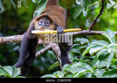 Costa Rica, Tortuguero. Geoffroy's Spinnenaffe (Ateles geoffroyi) alias Black-Hand Spinnenaffe oder Central American Spinnenaffe. Gefährdet. Stockfoto
