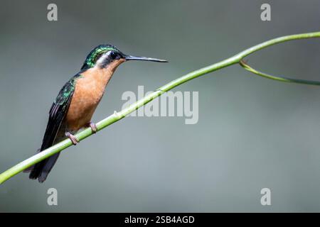 Costa Rica, Talamanca Mountains, Savegre. Weisskehlchen-Bergglocken (Lampornis castaneoventris) weiblich Stockfoto