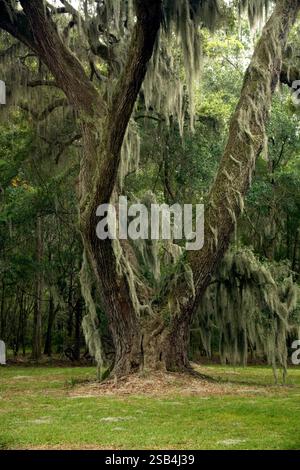 GA00121-00...GEORGIA - lebende Eiche des Südens (Quercus virginiana) auf der Hofwyl-Broadfield Plantation State Historic Site Stockfoto