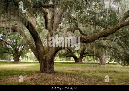 GA00122-00...GEORGIA - Südliche lebende Eiche (Quercus virginiana) auf der Hofwyl-Broadfield Plantation State Historic Site. Stockfoto