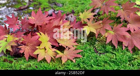 Ahornbaum und Ahornblätter in Japan vor der Herbstsaison Stockfoto