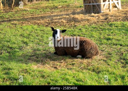 Balwen welsh Mountain Sheep, Kelston Mill in der Nähe von Bath, North Somerset. Stockfoto