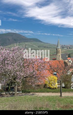 Frühling mit Mandelblüte bzw. Prunus dulcis in Birkweiler, Pfälzer Weinregion, Rheinland-Pfalz, Deutschland Stockfoto