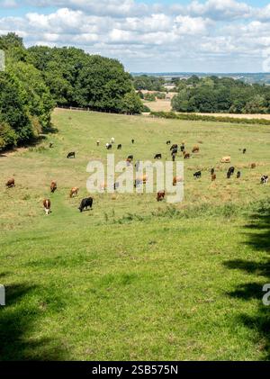 Grünes grasbewachsenes Feld mit weidenden Kühen mit dem kleinen Dalby Hall in der Ferne. Das Foto wurde vom Leicestershire Round Fernwanderweg aufgenommen. Stockfoto