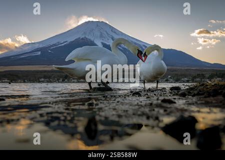 Schwäne auf dem Yamanakako-See mit dem Fuji-Berg im Hintergrund Stockfoto