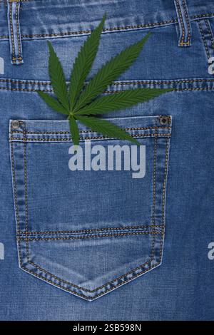 Hanfblatt in der Jeanstasche. Industrielles Hanfblatt auf Jeansstoff. Jeans-Konzept, Freizeitkleidung-Konzept, Jeans als Alltagskleidung. Stockfoto