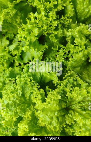 Salat, der für Samen angebaut wird. Salat, der im Garten fertig blüht. Die Samen können im Frühjahr aufgenommen und ausgesät werden Stockfoto