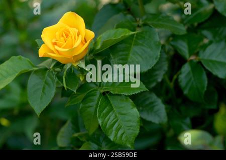 Blume der gelben Rose im Sommergarten. Gelbe Rosen mit geringer Schärfentiefe. Schöne Rose im Sonnenschein. Gelber Garten stieg auf einem Busch in Stockfoto