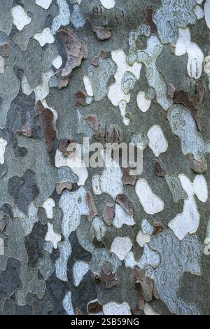 Platan- oder Platane-Baumrinde (Sycamore) aus nächster Nähe. Natürliches khakifarbenes Muster in Militärfarben Stockfoto