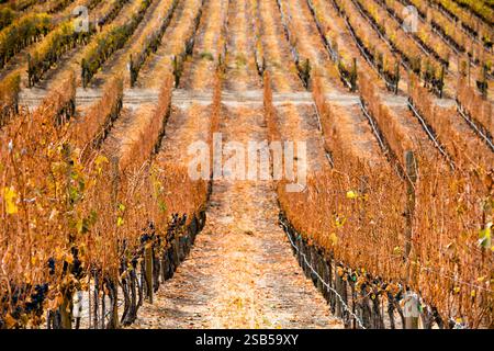 Ruhender Cabernet Sauvignon Reben im Weinberg im Okanagan Valley in der Nähe von Penticton, British Columbia, Kanada. Stockfoto