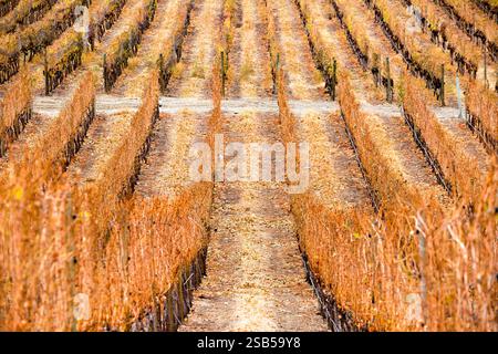 Ruhender Cabernet Sauvignon Reben im Weinberg im Okanagan Valley in der Nähe von Penticton, British Columbia, Kanada. Stockfoto