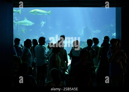 Große Gruppe von Touristen besucht das Ozeanarium in Lissabon, Portugal. Verschiedene Arten von Haien und Fischen werden durch das Glas gesehen. Reiseziele. Stockfoto