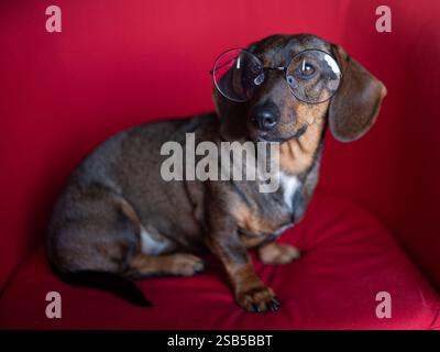 Süßer Dackelhund mit Brille auf rotem Hintergrund. Stockfoto