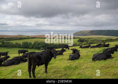 Herde von Aberdeen Angus Rindern, die auf einem Feld weiden und ruhen, in East Portlemouth, mit englischem Kanal im Hintergrund - Herbsttag. Stockfoto