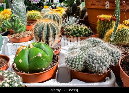 Sammlung von Kakteen und Sukkulenten in verschiedenen Größen und Formen. Die Pflanzen sind in verschiedenen Töpfen und Behältern angeordnet, wobei einige auf einem weiß platziert werden Stockfoto