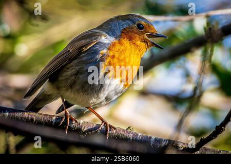 Männlicher robin singt auf einem Zweig. Stockfoto
