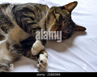 Eine süße graue Tabbykatze schläft friedlich auf dem Bett Stockfoto